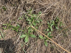 Dipsacus dipsacoides