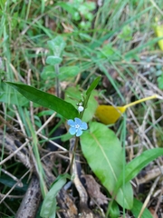 Omphalodes nitida