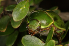 Stethaspis suturalis