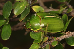 Stethaspis suturalis