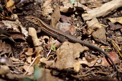 Pholidoscelis fuscatus