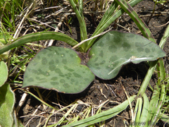 Drimiopsis