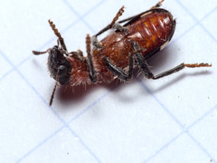 Thanasimus formicarius