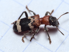 Thanasimus formicarius