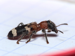 Thanasimus formicarius