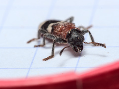 Thanasimus formicarius