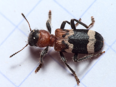 Thanasimus formicarius