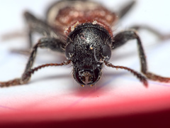 Thanasimus formicarius