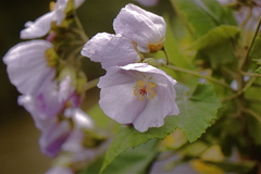 Corynabutilon vitifolium