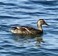 Anas platyrhynchos