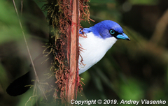 Cyanolanius madagascarinus