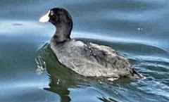 Fulica atra