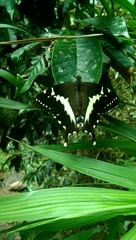 Papilio mangoura