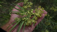 Gomphocarpus fruticosus fruticosus