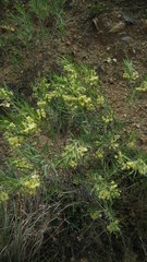 Gomphocarpus fruticosus fruticosus