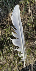 Aves