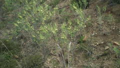 Gomphocarpus fruticosus fruticosus