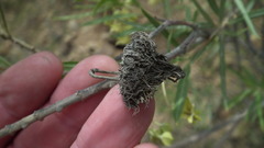 Gomphocarpus fruticosus fruticosus