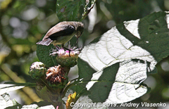 Cinnyris sovimanga sovimanga