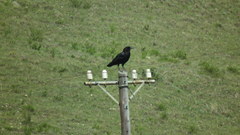Corvus capensis capensis