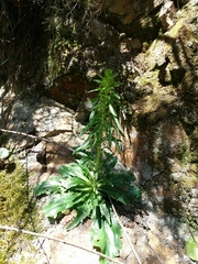 Anarrhinum bellidifolium