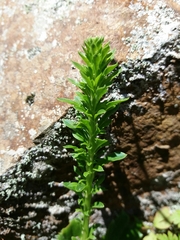 Anarrhinum bellidifolium