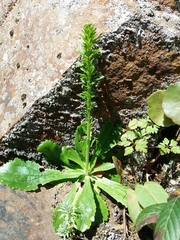 Anarrhinum bellidifolium