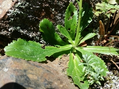 Anarrhinum bellidifolium