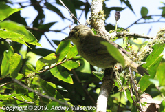 Xanthomixis zosterops zosterops