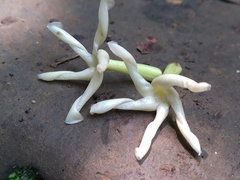 Anodendron benthamiana
