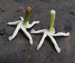 Anodendron benthamiana