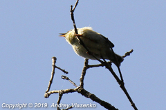 Neomixis tenella orientalis