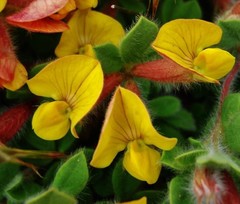 Hammatolobium lotoides