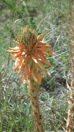 Image of Aloe pratensis by (c) Shaun Swanepoel, some rights reserved (CC BY)