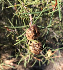 Hakea mitchellii