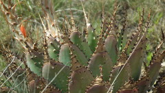 Aloe pratensis