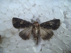 Condica albigutta