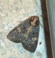 Condica albigutta