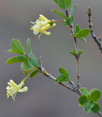 Lonicera microphylla
