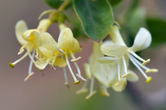 Lonicera microphylla