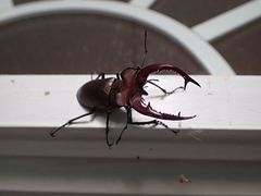 Lucanus elaphus