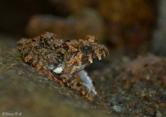 Minervarya keralensis