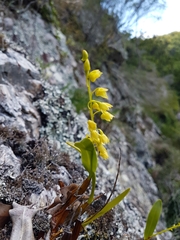 Dendrobium monophyllum