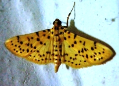 Conogethes punctiferalis