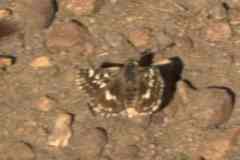 Ernsta sataspes