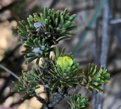 Phyllota pleurandroides