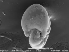 Nonionellina flemingi