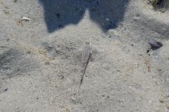 Favonigobius lateralis