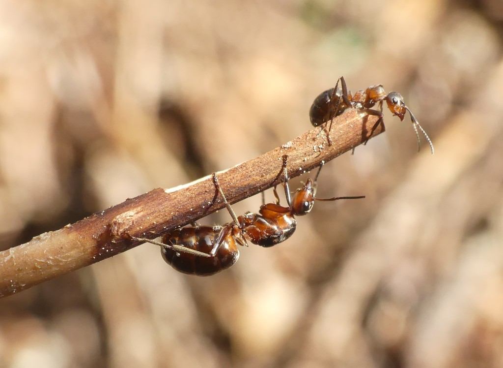 Scottish Wood Ant