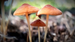 Marasmius elegans